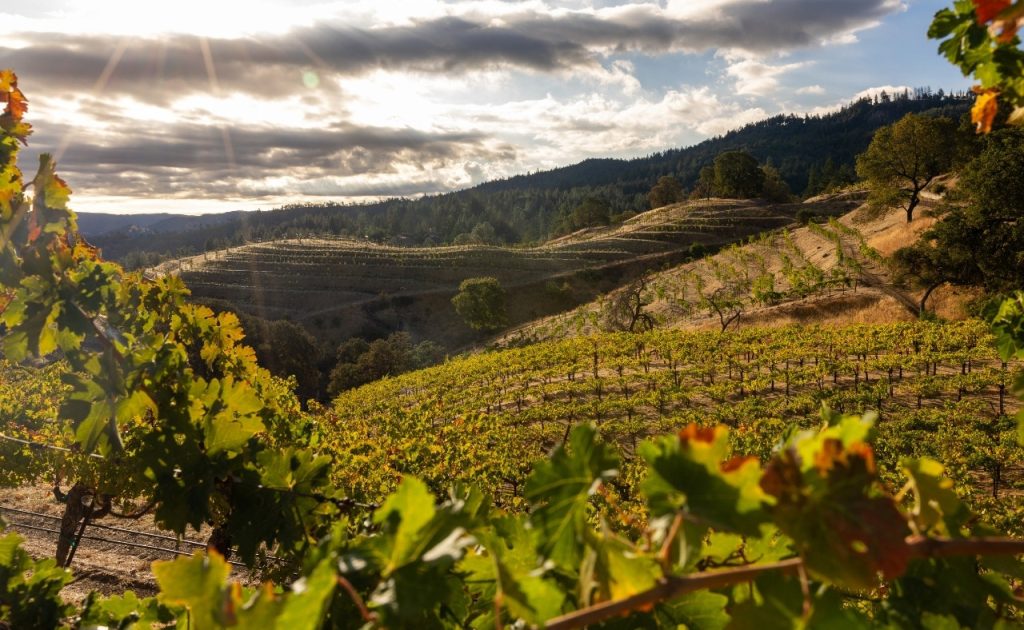 Ink Grade Estate vineyard.