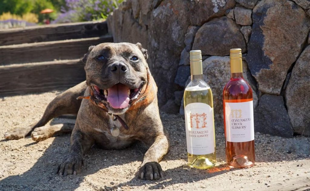 Dog laying down at Matanzas Creek Winery.