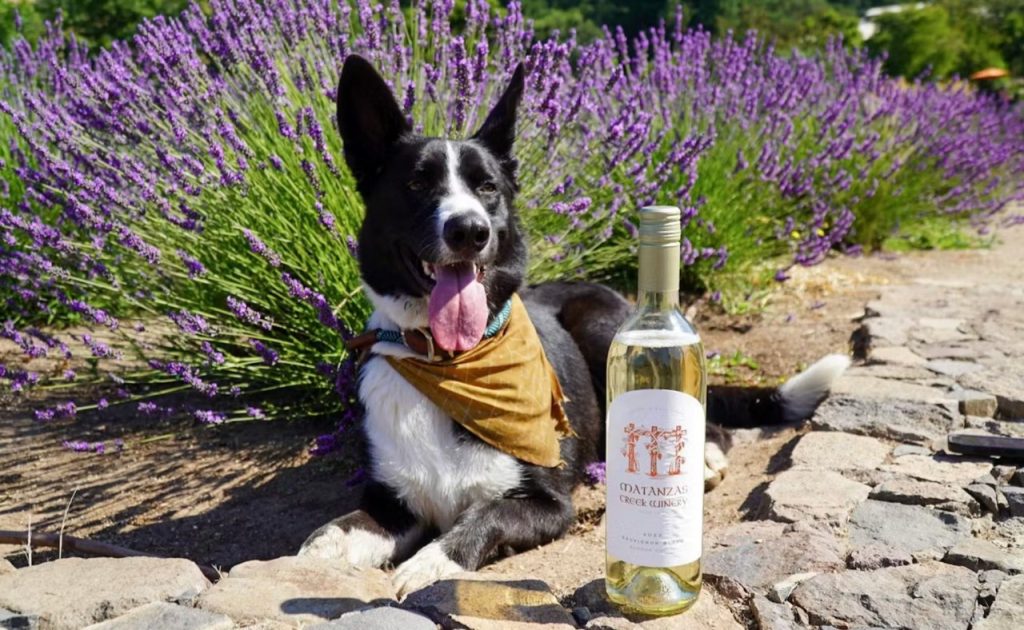 Dog laying next to lavender and bottle of wine at Matanzas Creek Winery.