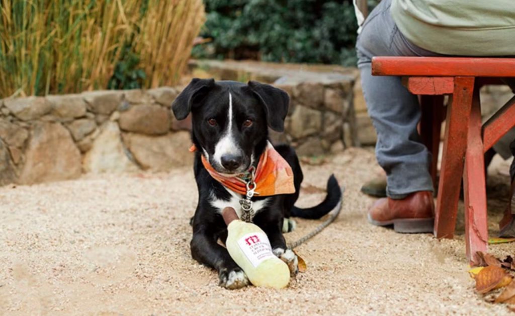 Dog holding stuffed toy at Matanzas Creek Winery.