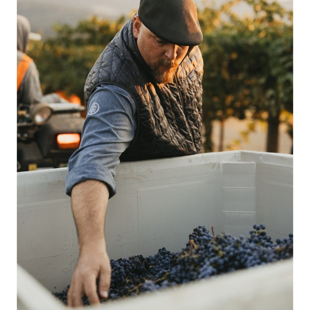 Winemaker Matt Taylor during harvest season.