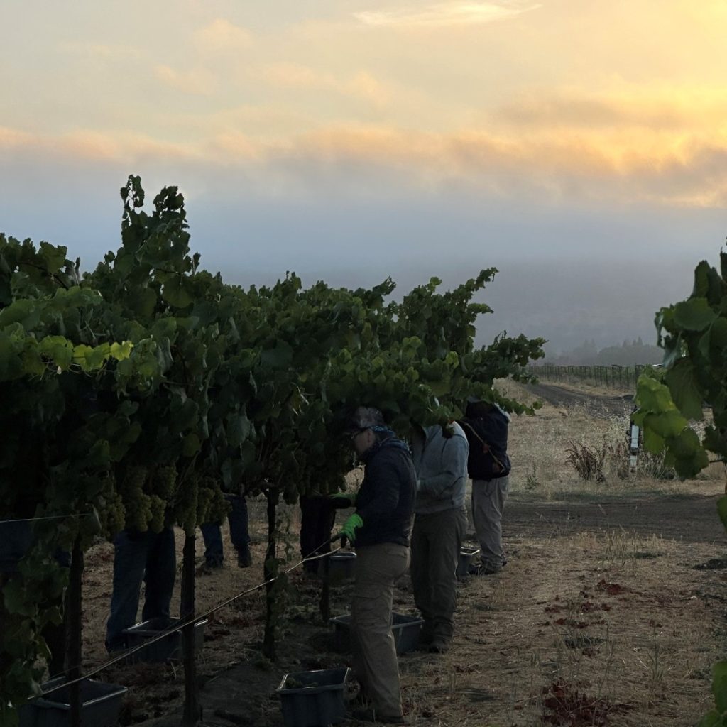 Vineyard team at Round Pond Estate Winery in Rutherford, Napa Valley during harvest. 