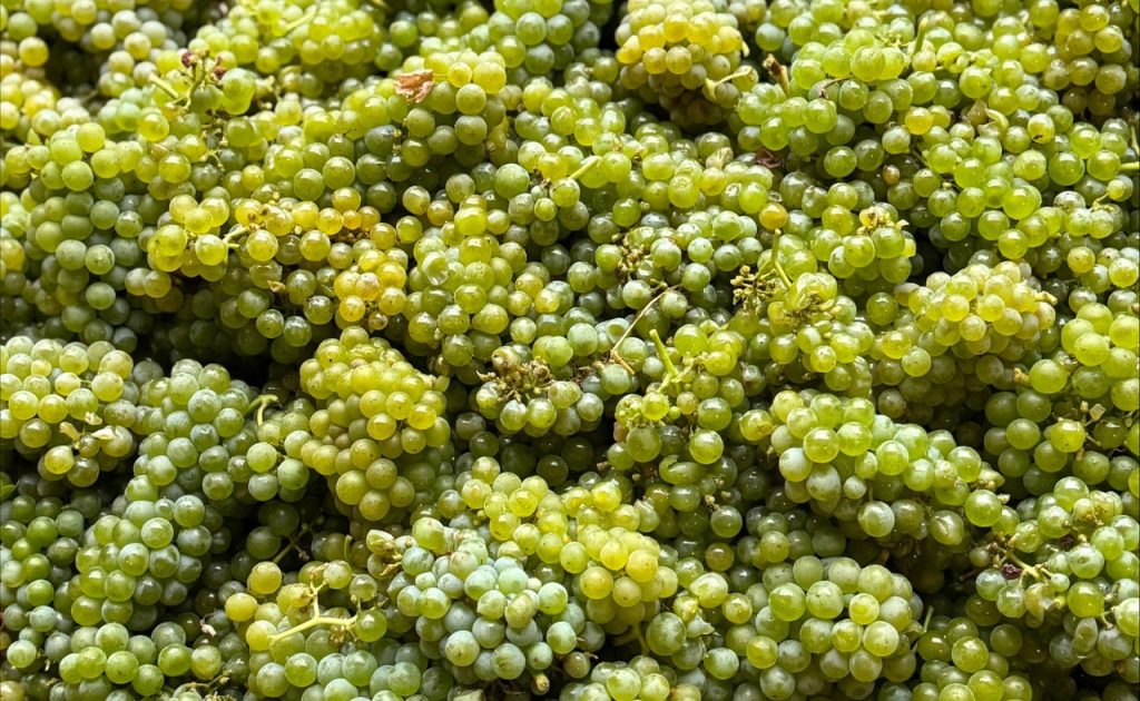 White wine grapes at Inglenook in Rutherford, Napa Valley.