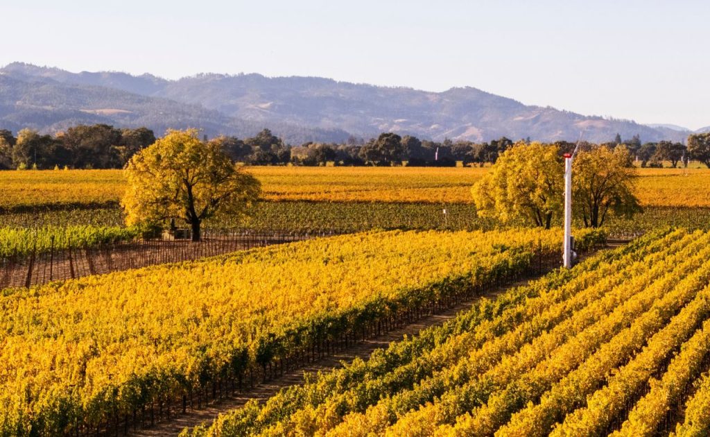 Gamble Estates Yountville Riverbound Vineyards.