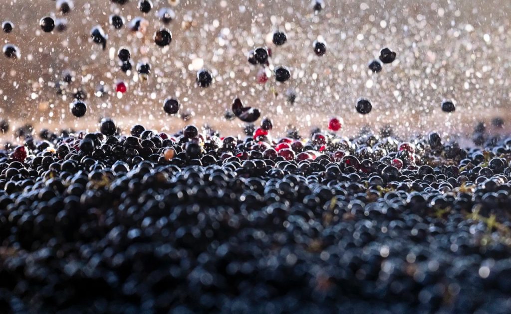Gamble Estates wine grapes.