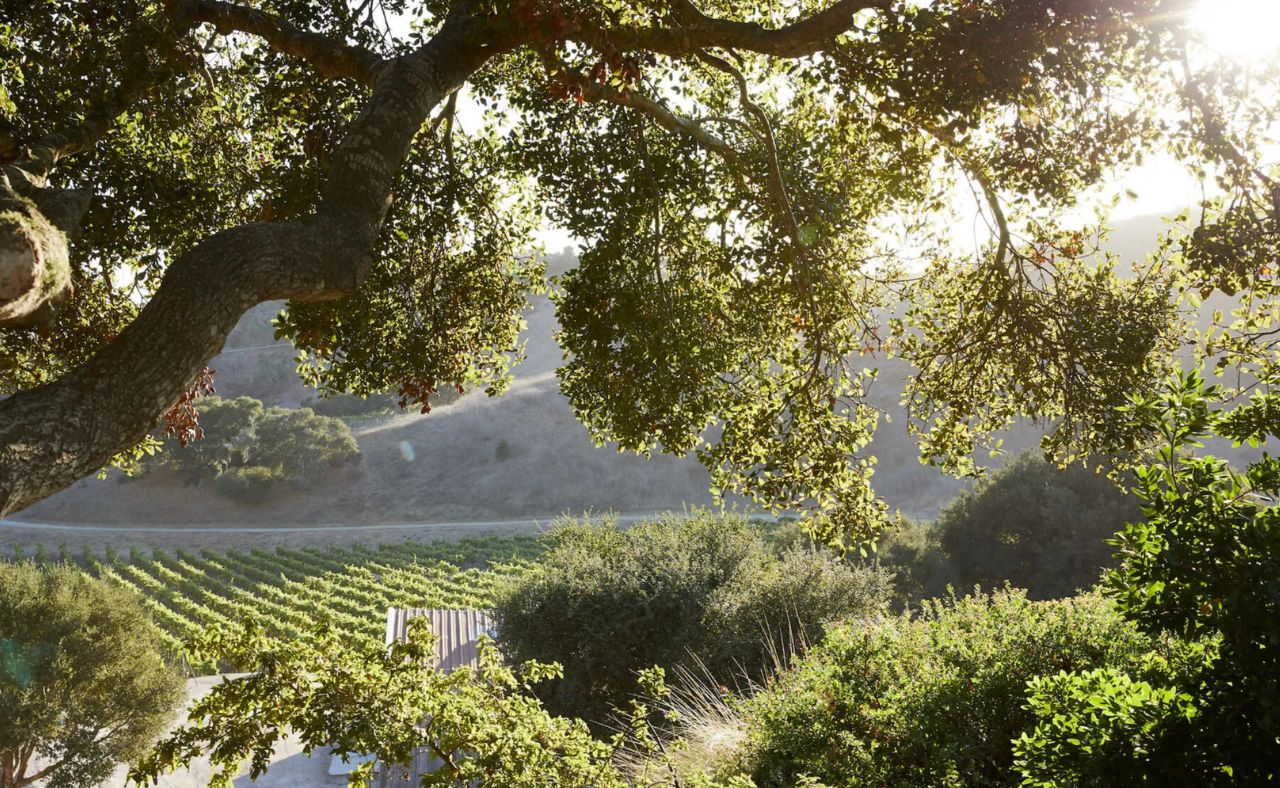 Vineyard and Olive tress.