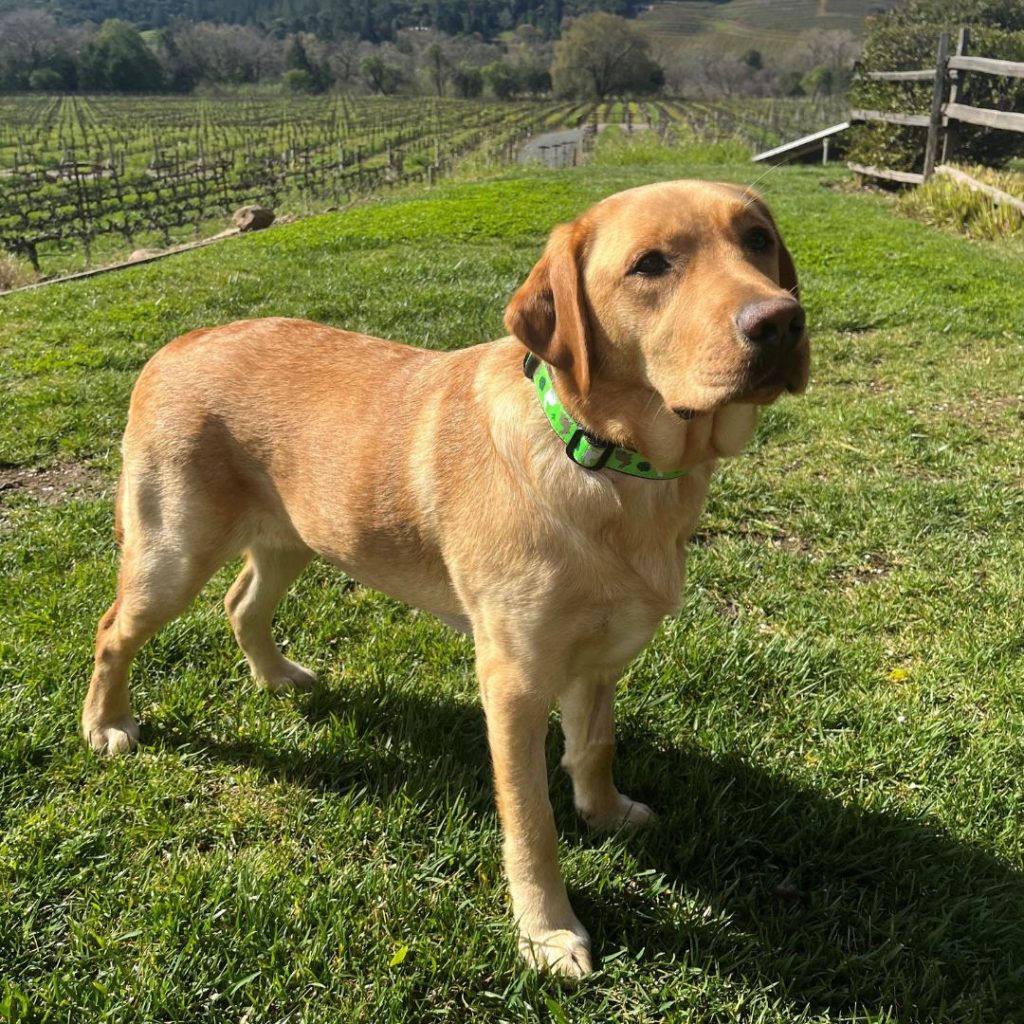 Debra's Fox Red Labrador Retriever, Lady.