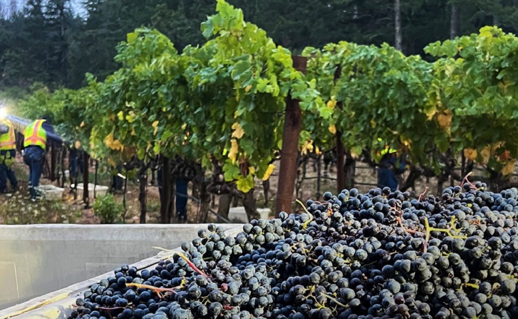 Spring Mountain Vineyard grape harvest.